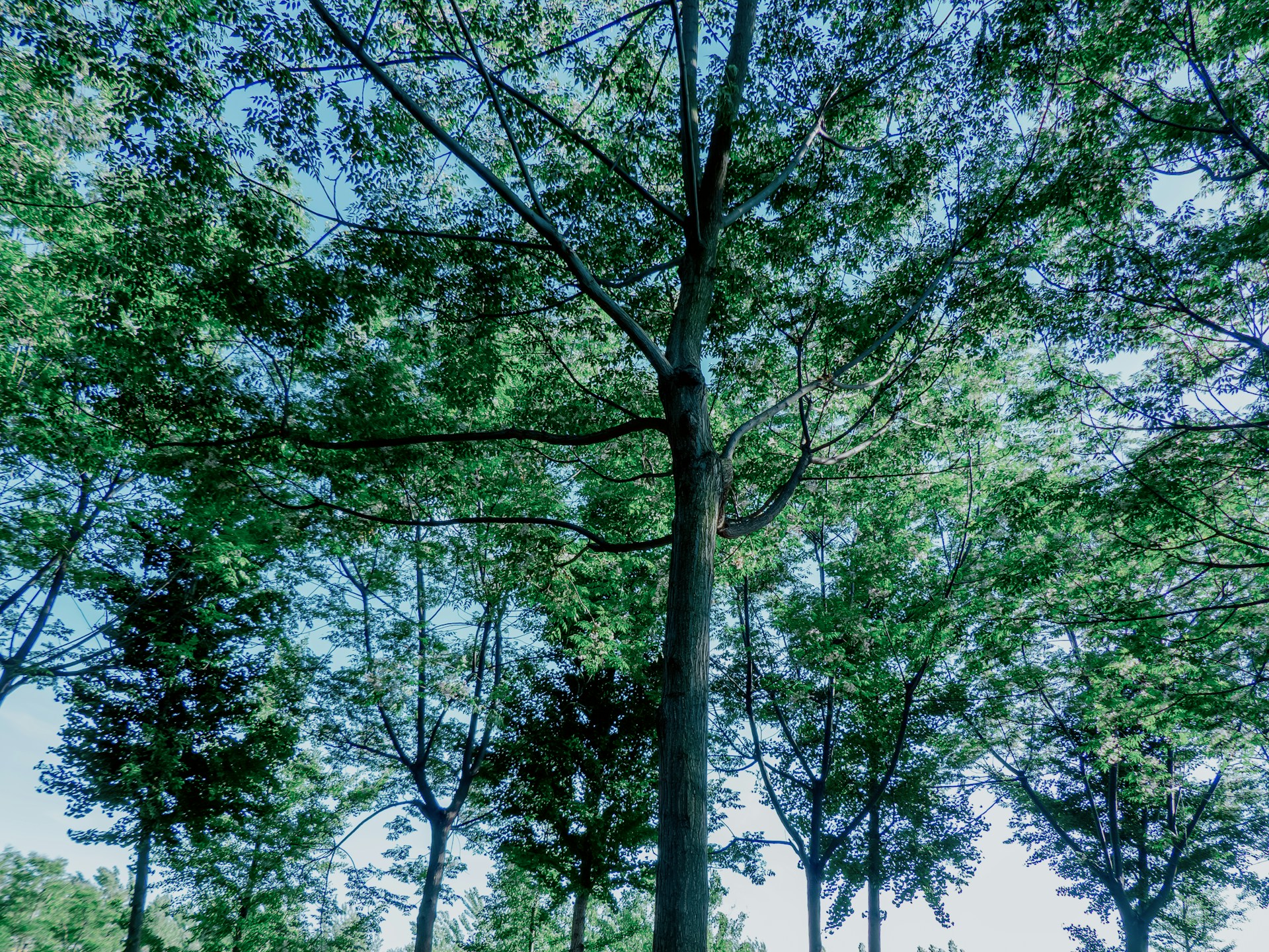 Tall trees with green leaves